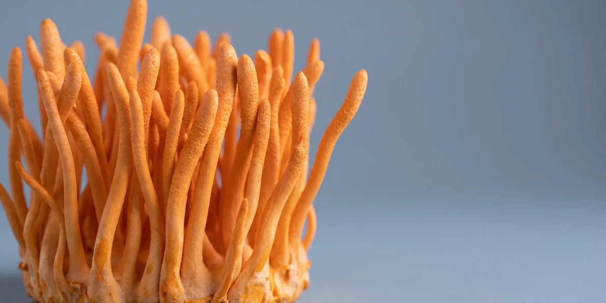 Cordyceps: Ghid Complet — Ce Cumperi de Fapt, Ce Spune Legea Europeană și Ce Nu Ți Se Poate Promite