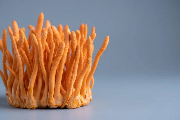 Cordyceps: Ghid Complet — Ce Cumperi de Fapt, Ce Spune Legea Europeană și Ce Nu Ți Se Poate Promite