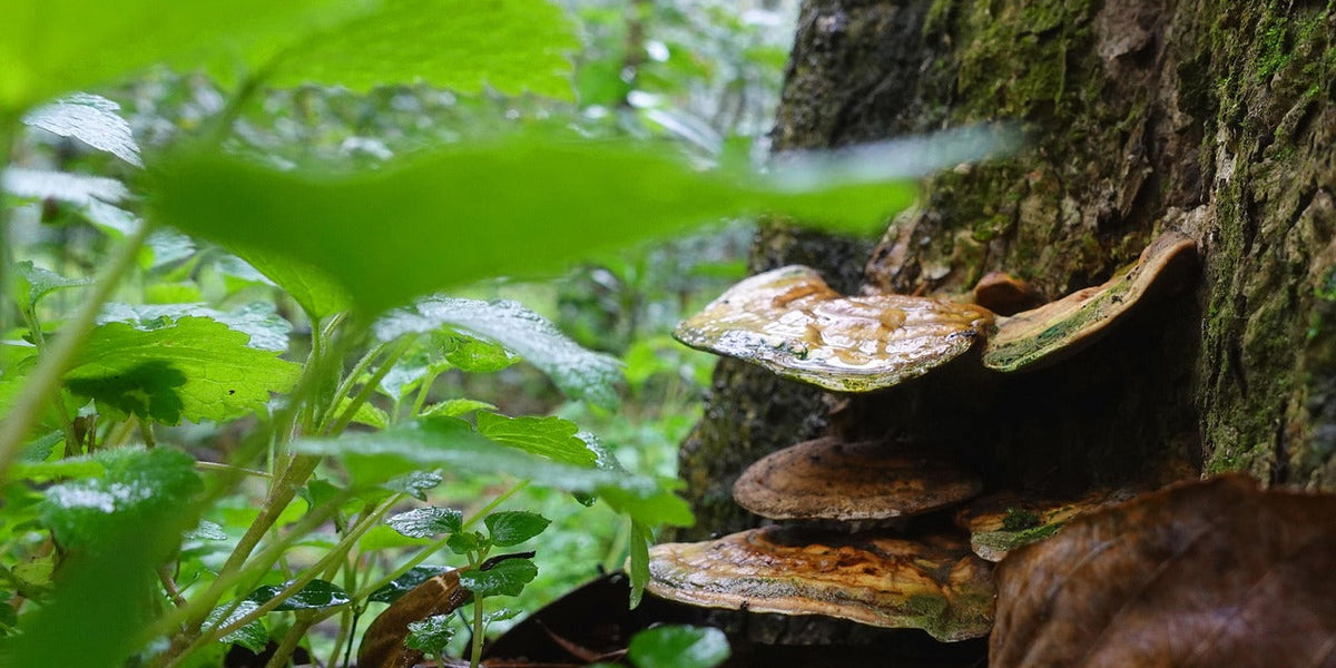 Ganoderma Lucidum (Reishi) — Beneficii, Doze și Siguranță
