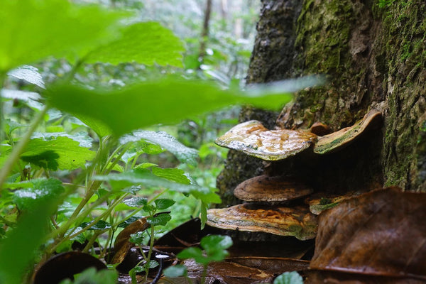 Ganoderma Lucidum (Reishi) — Beneficii, Doze și Siguranță